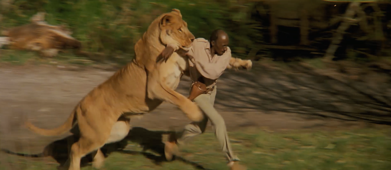 Illustration for article titled Cómo se rodó Roar, la película más peligrosa de la historia que estuvo a punto de acabar con la vida de todo el reparto
